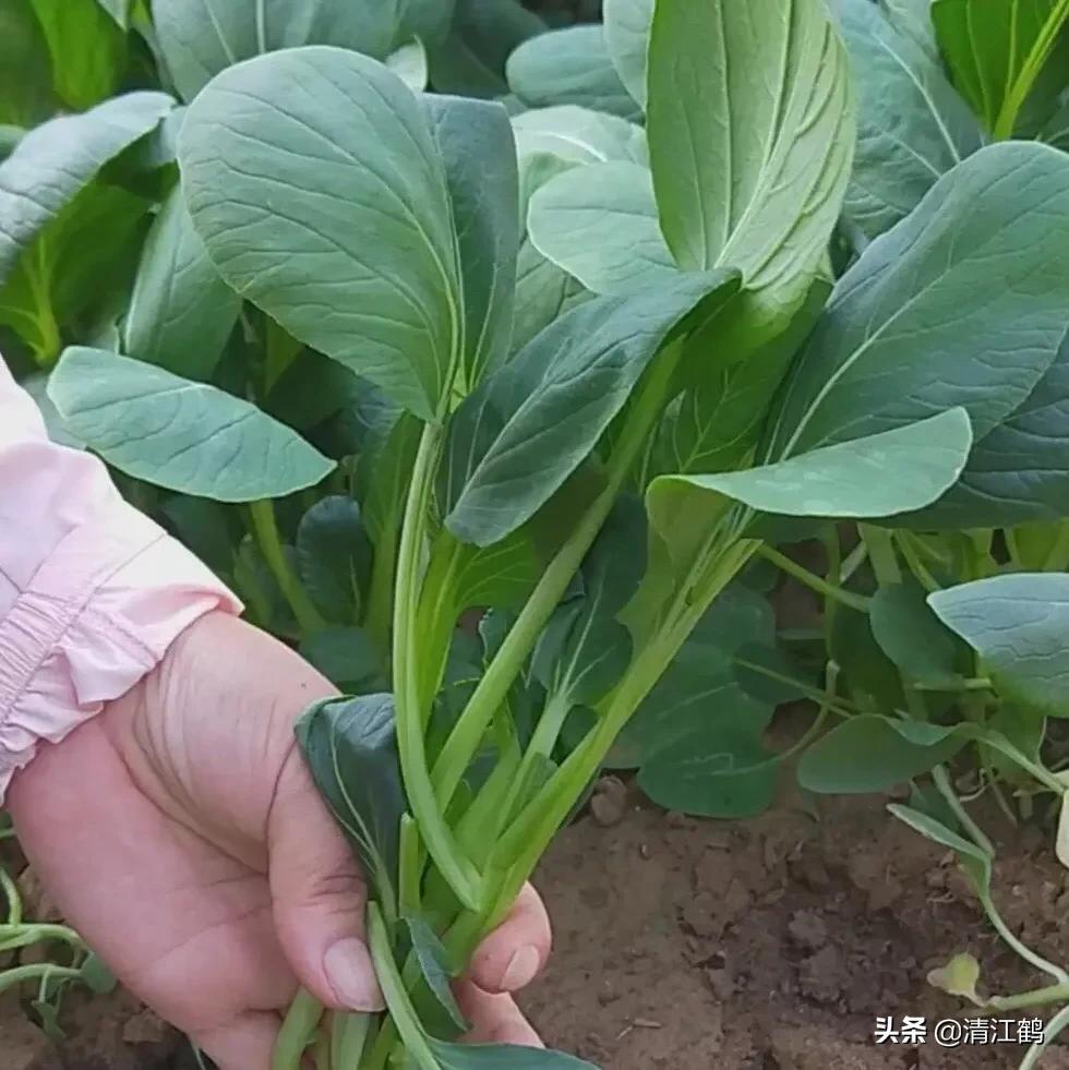 鸡毛菜是什么菜（什么时候种植效益最好）