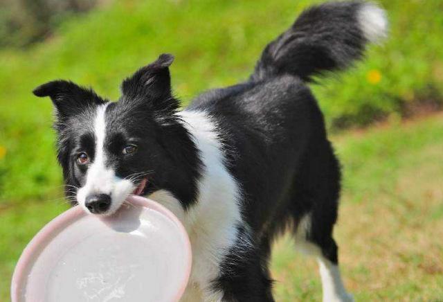 十大聪明犬排名（世界10大最聪明的名犬）