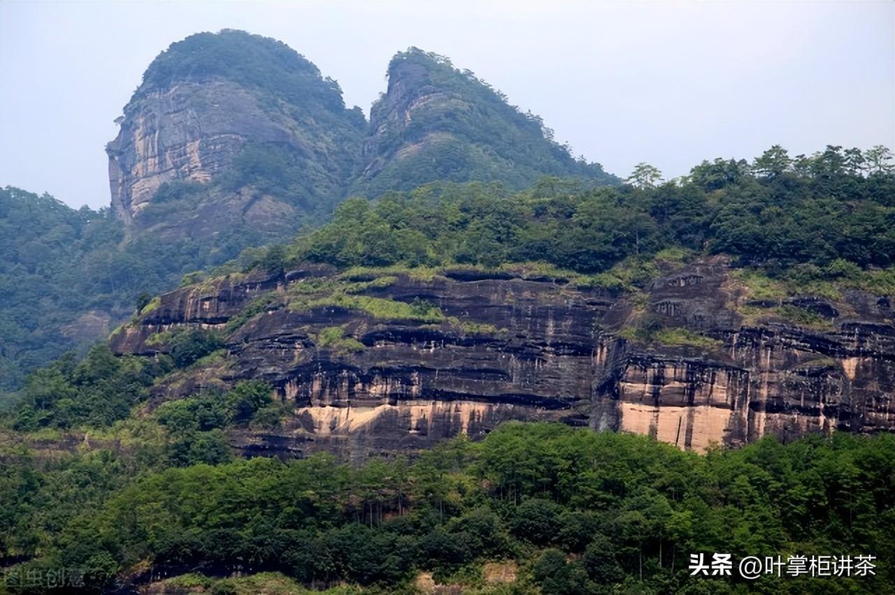 岩茶属于什么茶（岩茶有哪些品种要怎么选购）