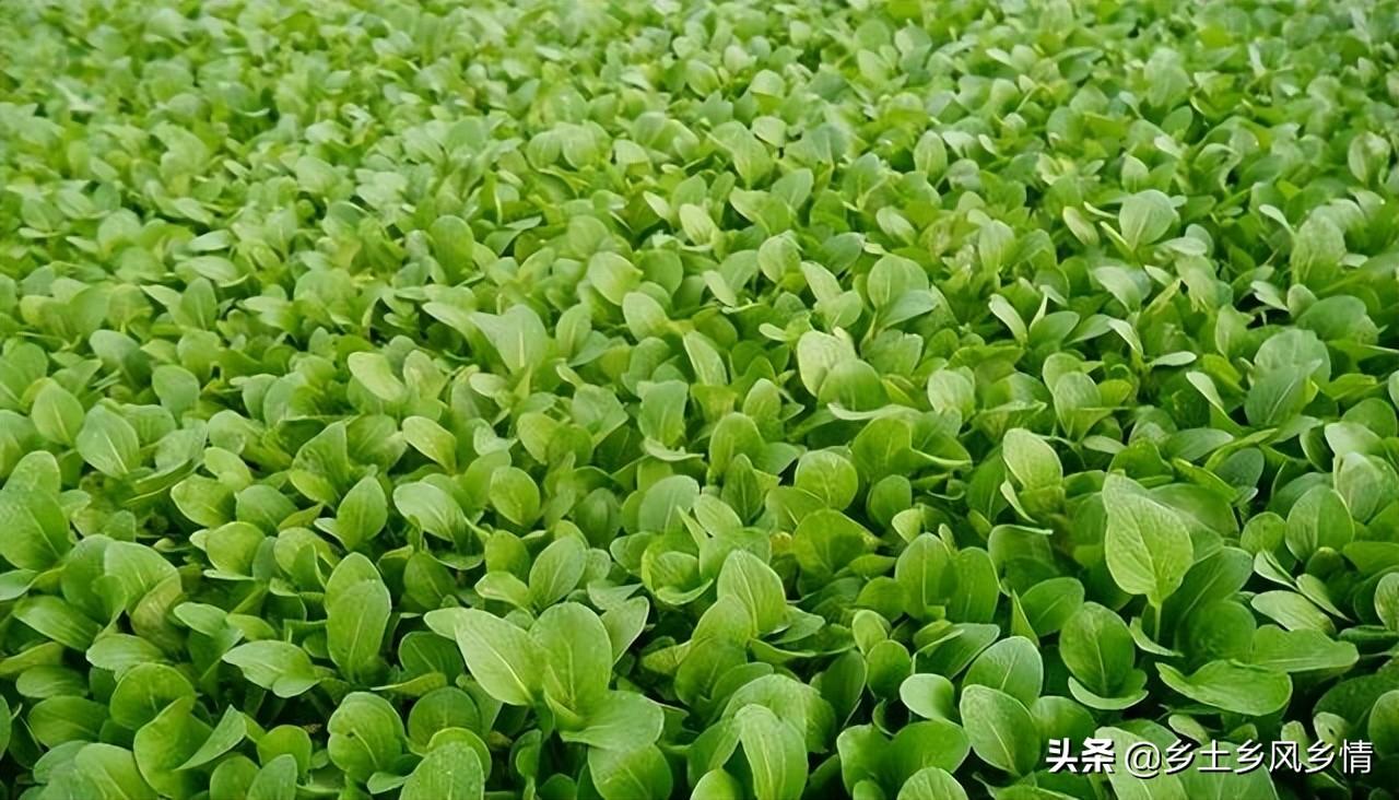 夏天适合种什么瓜果蔬菜（适合夏天种的瓜果蔬菜有哪些）