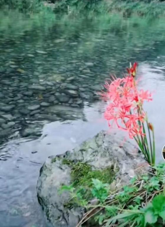 彼岸花可怕的图片（彼岸花为什么叫死人花）