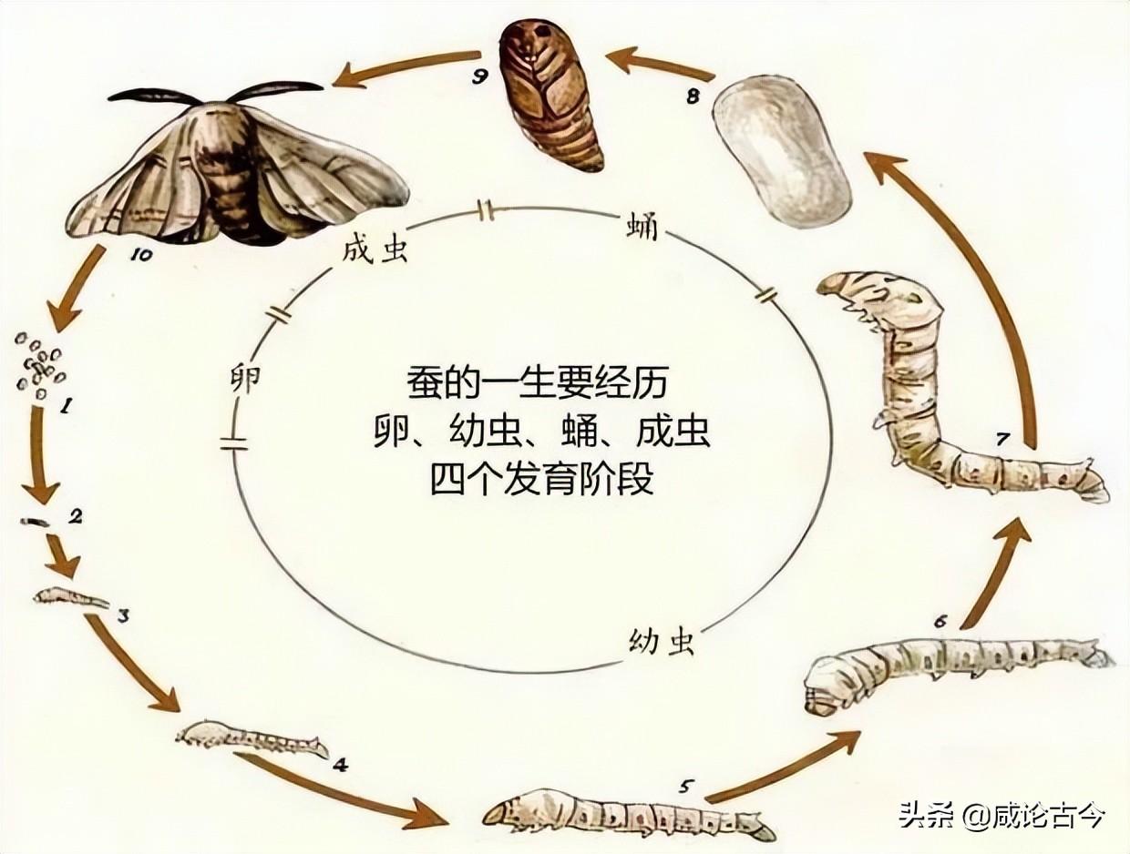 五龄蚕到结茧要多少天（五龄蚕不结茧是怎么回事）