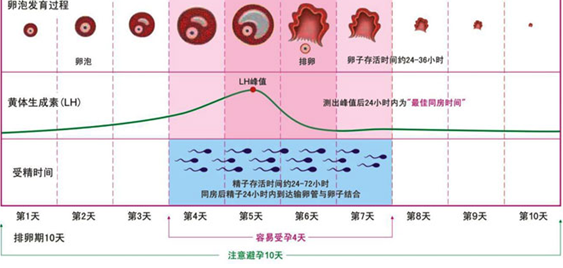 女人30如狼40如虎是真的吗（科学剖析女性生理周期和夫妻关系）