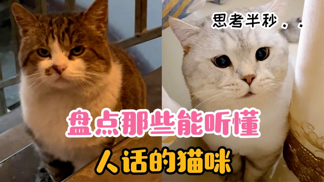 猫咪听得懂人话吗（探究猫咪对人类语言的理解能力）