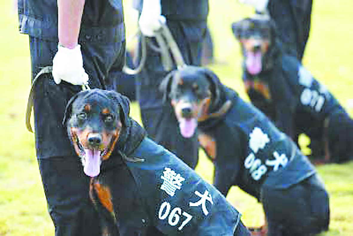 警犬品种介绍及特点分析（了解各种警犬特点）