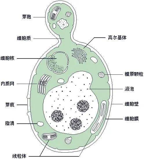 菠萝为什么要泡盐水（科学原理分析及健康小贴士）