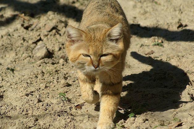 猫和蛇打架谁厉害（神秘动物战场,谁更具攻击性）