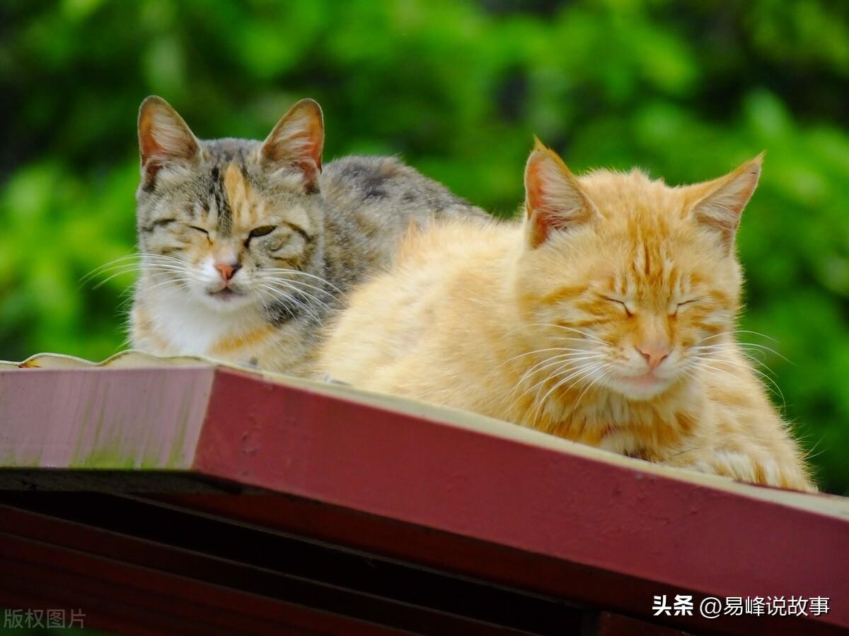 蚊香对猫有没有影响（蚊香对猫会产生很大的影响）