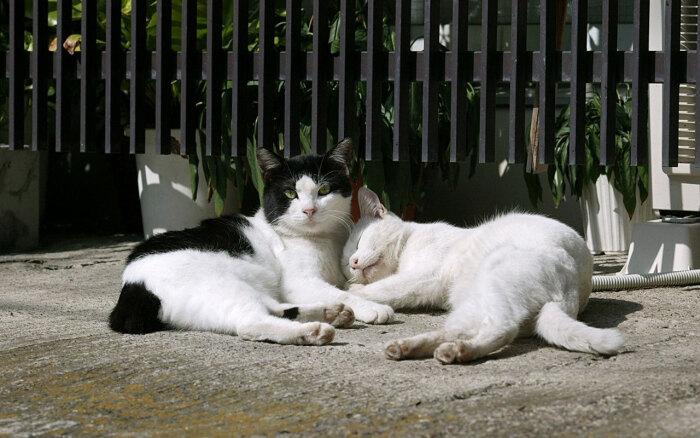 土猫和宠物猫的区别在哪里（土猫和宠物猫的区别大吗）