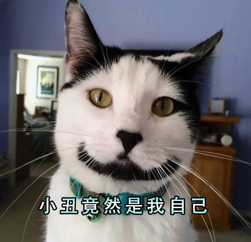 土猫和宠物猫的区别在哪里（土猫和宠物猫的区别大吗）