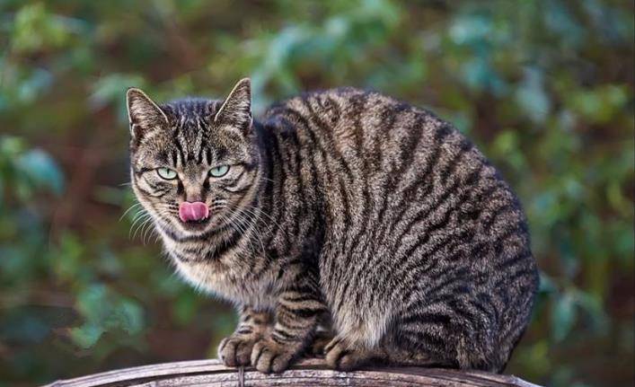 土猫和宠物猫的区别在哪里（土猫和宠物猫的区别大吗）