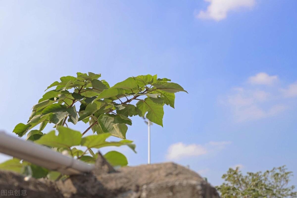 什么方法让树自然死（有5种可用的方法让一棵树木枯萎）