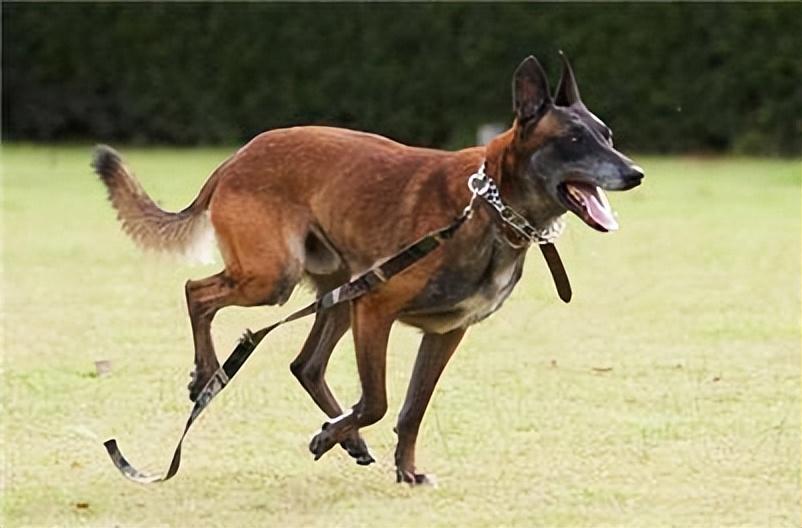 马犬的优点和缺点（饲养马犬的注意事项）