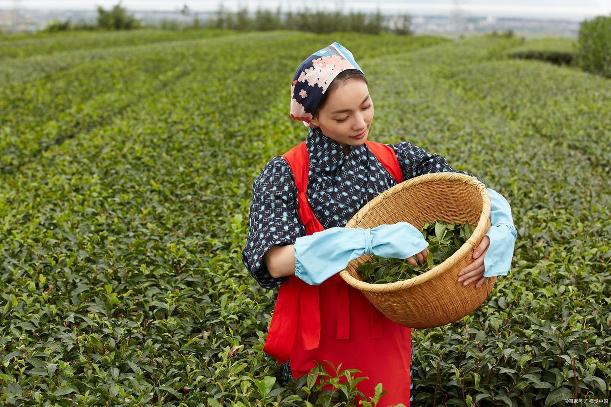 正山小种是什么茶（正山小种是什么茶树品种）