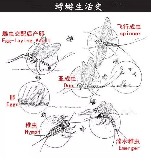 蜉蝣为什么只能活一天（朝生暮死说的就是它）