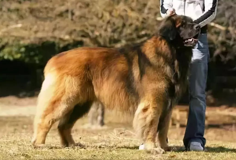 适合家养的霸气巨型犬（温顺到打死也不咬人的大型犬）