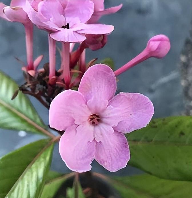 丁香花的养殖方法和注意事项（丁香花种院子里风水好吗）