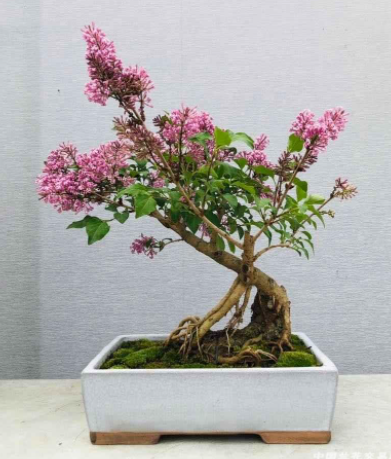 丁香花的养殖方法和注意事项（丁香花种院子里风水好吗）