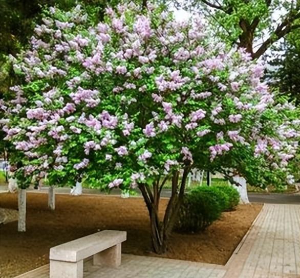 丁香花的养殖方法和注意事项（丁香花种院子里风水好吗）