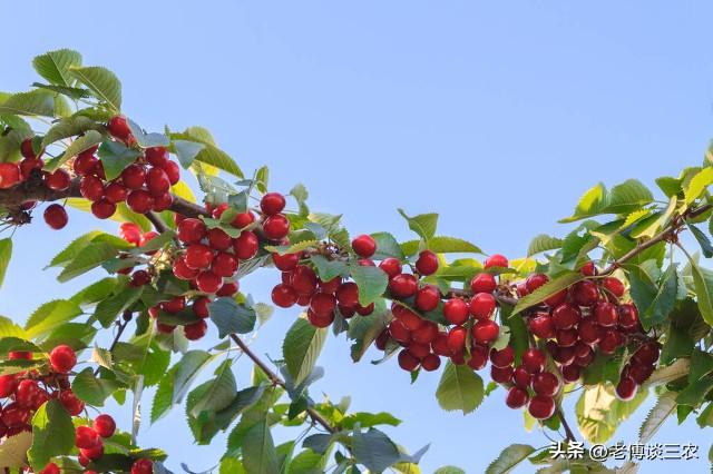 车厘子和樱桃是一种水果吗（车厘子是不是樱桃）