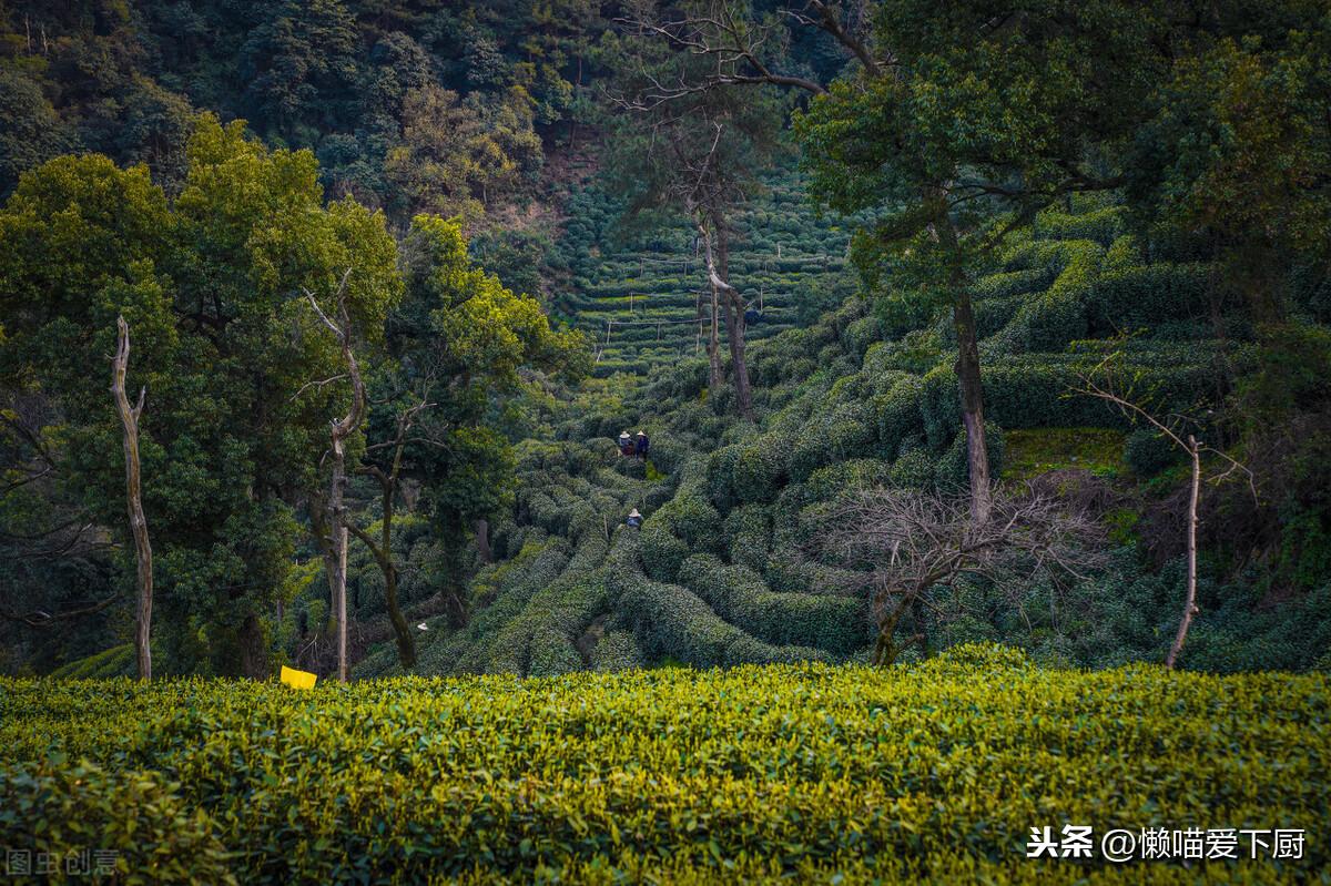 野茶属于什么茶（天然野茶属于什么茶）