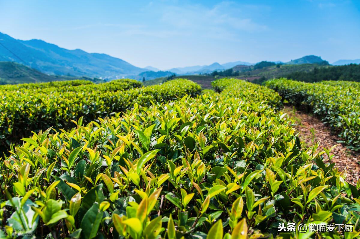 野茶属于什么茶（天然野茶属于什么茶）