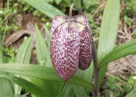 川贝多少钱一克（川贝种植前景如何怎么种植）