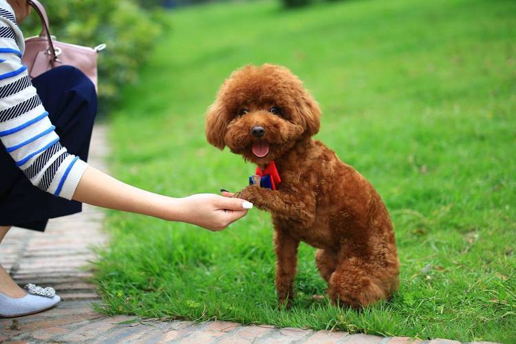 小型犬哪个最聪明最好养（最适合家养的小型犬）