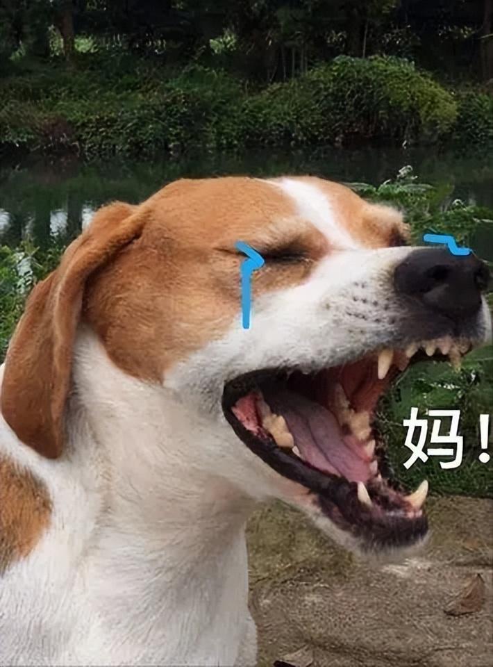 比格犬为什么不建议养（不建议养比格犬的原因）