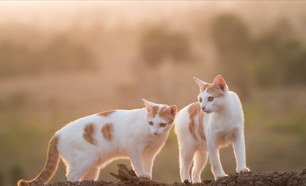 猫发几次情就不发了（猫咪怎么样才算发完情）