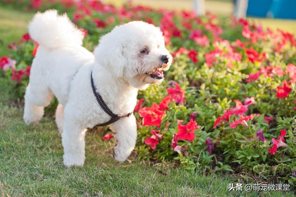 最受欢迎的狗狗品种（最受欢迎的六种犬种）