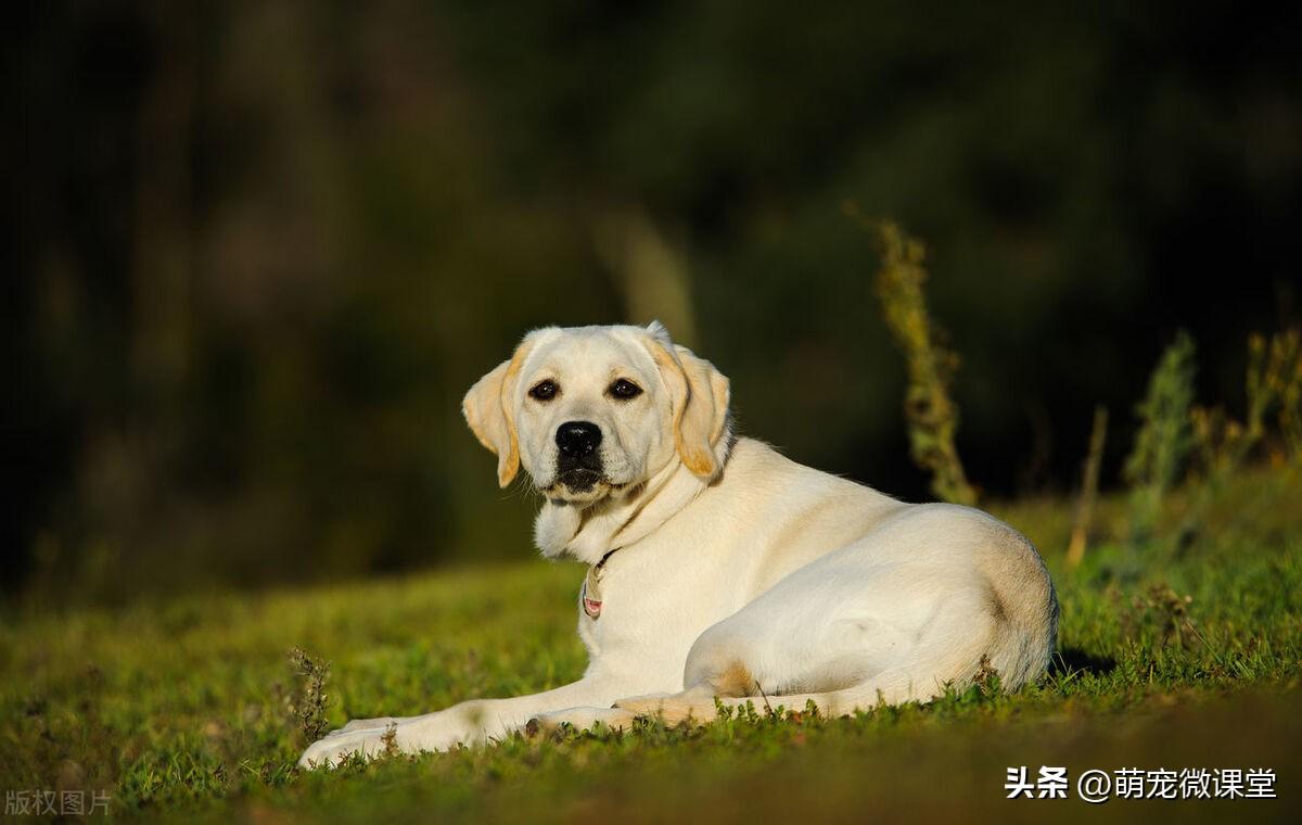 最受欢迎的狗狗品种（最受欢迎的六种犬种）