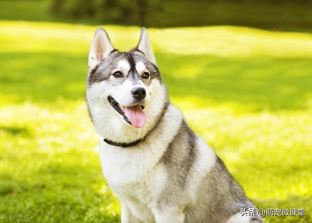 最受欢迎的狗狗品种（最受欢迎的六种犬种）