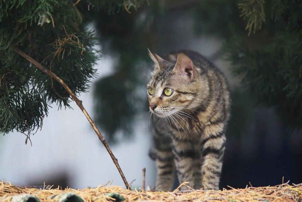 狸花猫千万不能养（狸花猫的优点与缺点）