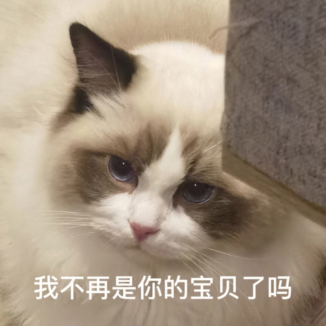 布偶猫的什么行为算是认主人（布偶猫只认一个主人吗）