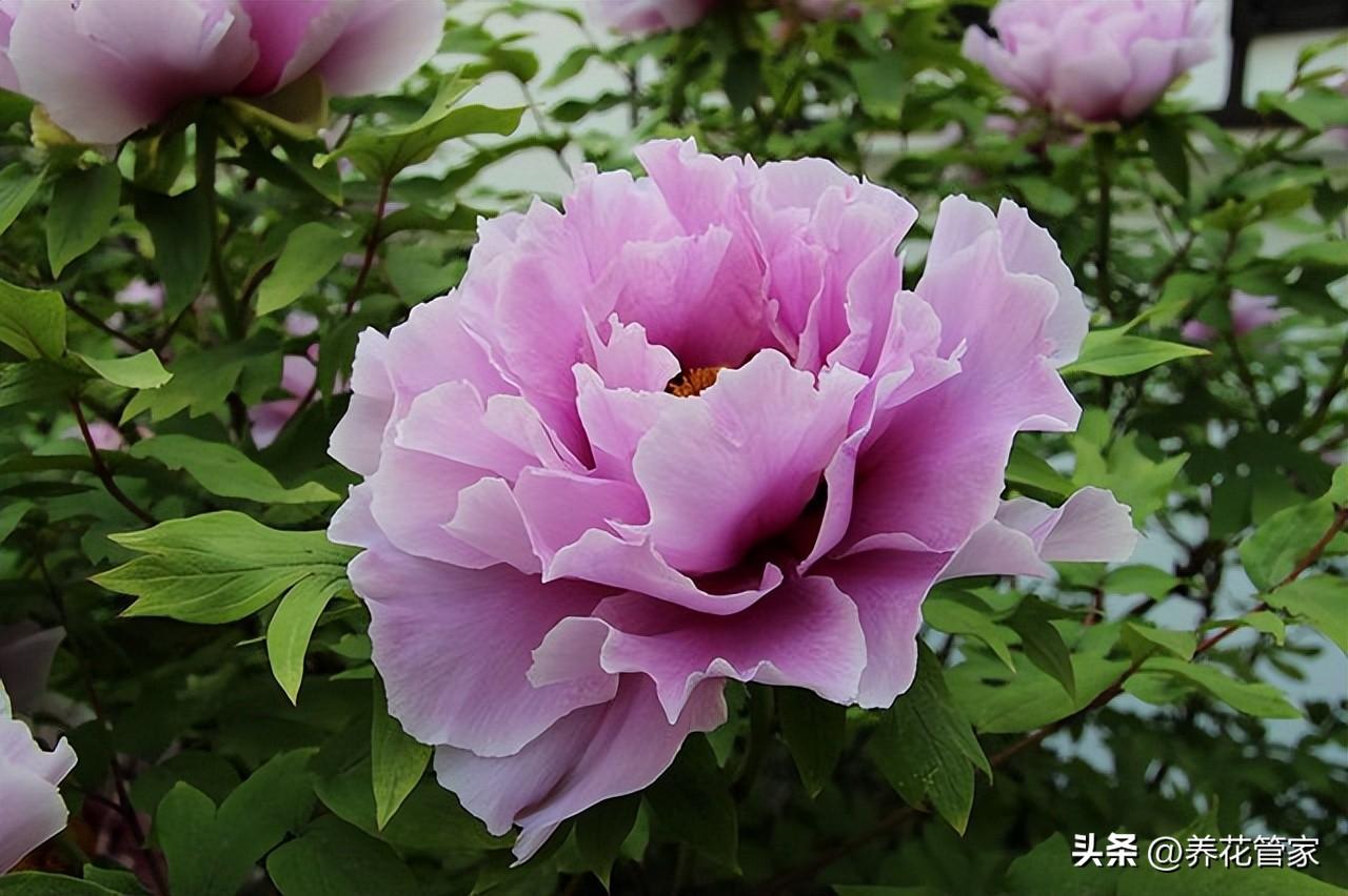 庭院十大吉祥树排名（庭院种什么花最旺宅）