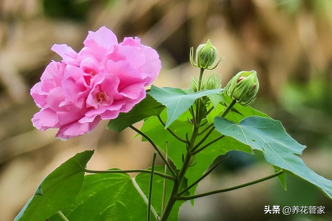 庭院十大吉祥树排名（庭院种什么花最旺宅）