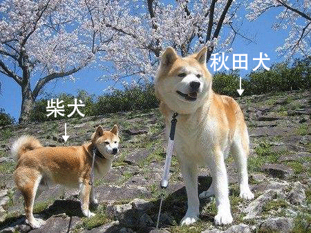 柴犬和秋田犬的区别（秋田犬和柴犬哪个贵）