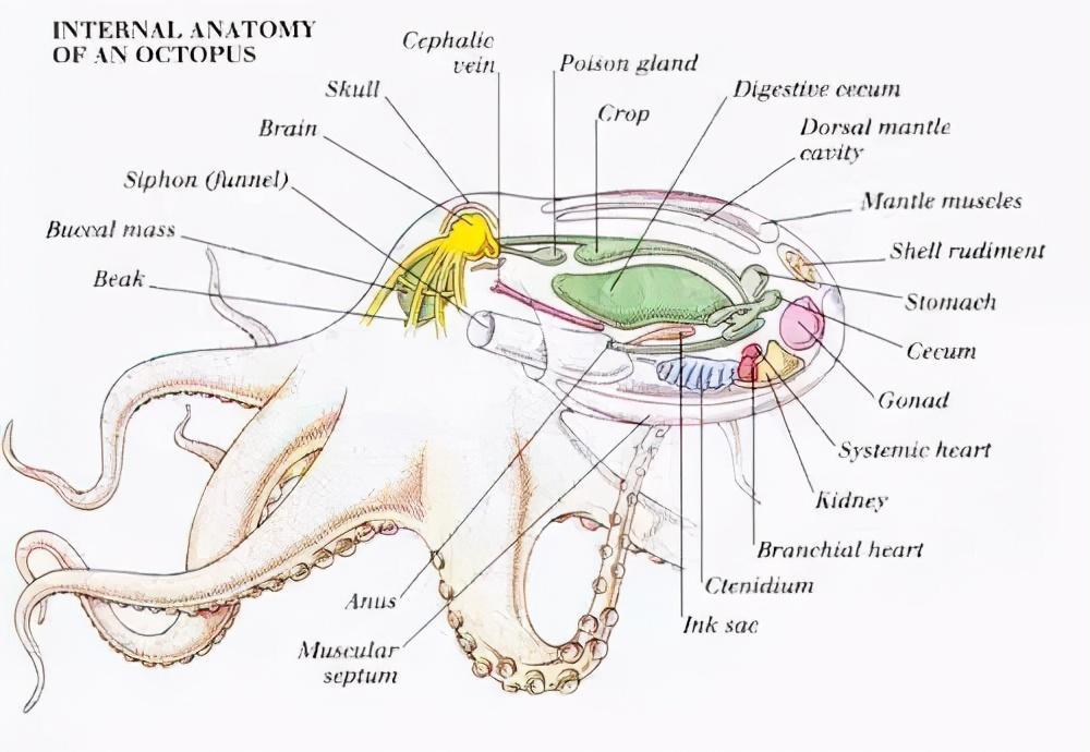 为什么说章鱼是四维生物（地球上最像外星物种的生物）