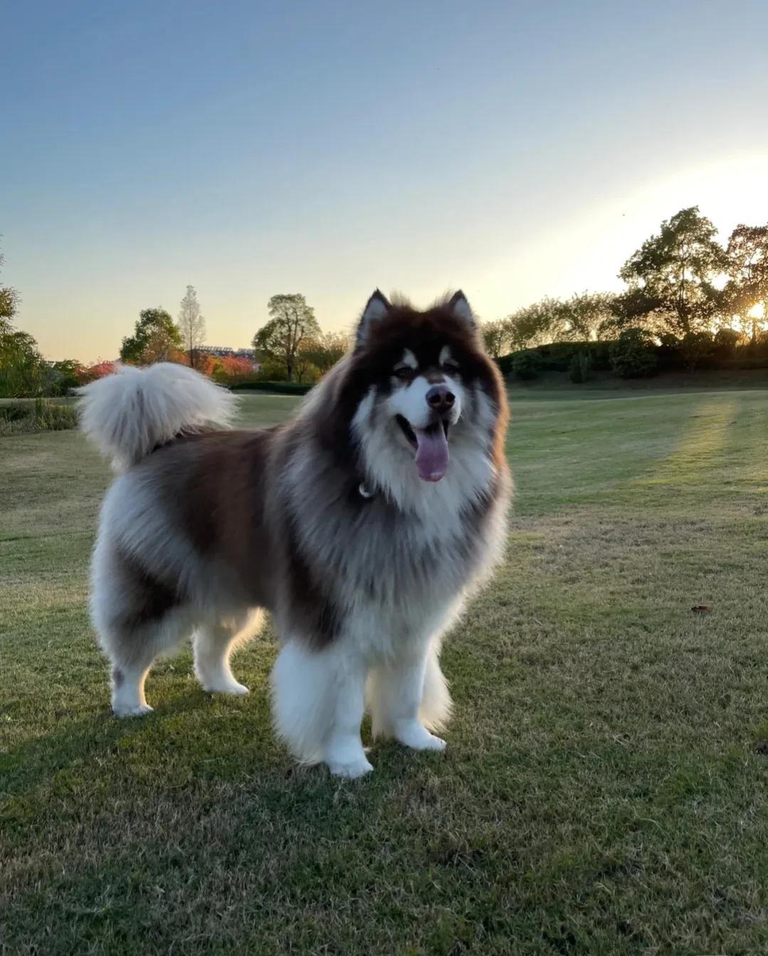 十大新手最好养的大型犬（新手适合养什么大型犬）