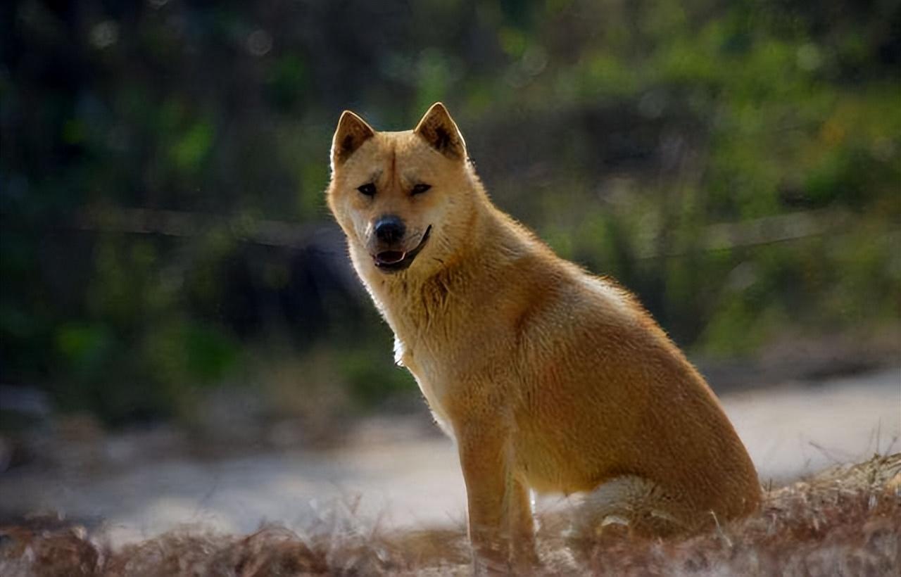 柴犬和中华田园犬的区别（为什么很多人不建议养柴犬）