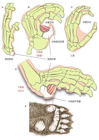 大熊猫为什么喜欢吃竹子?（最新研究揭秘600万年前起源）