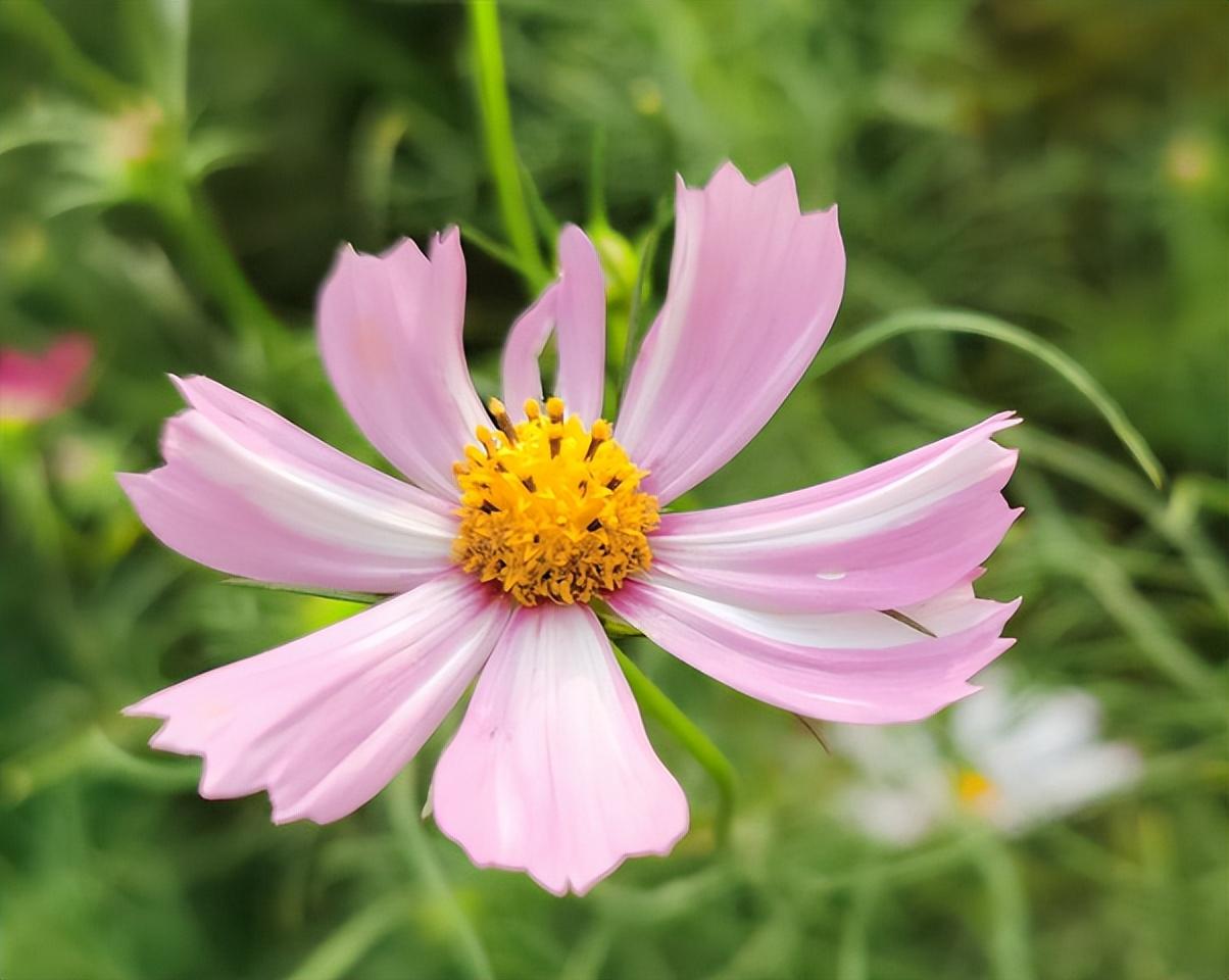 波斯菊种子什么时候播种最好（波斯菊什么时候可以播种）