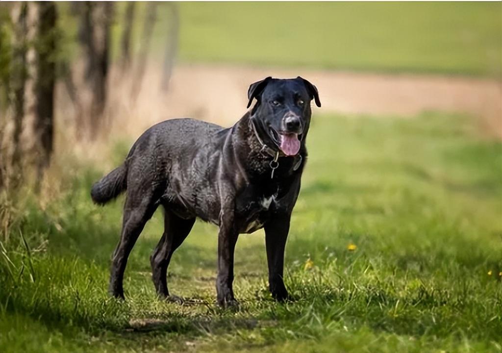 十大适合家养的小型犬排行榜（最适合家养的小型犬）