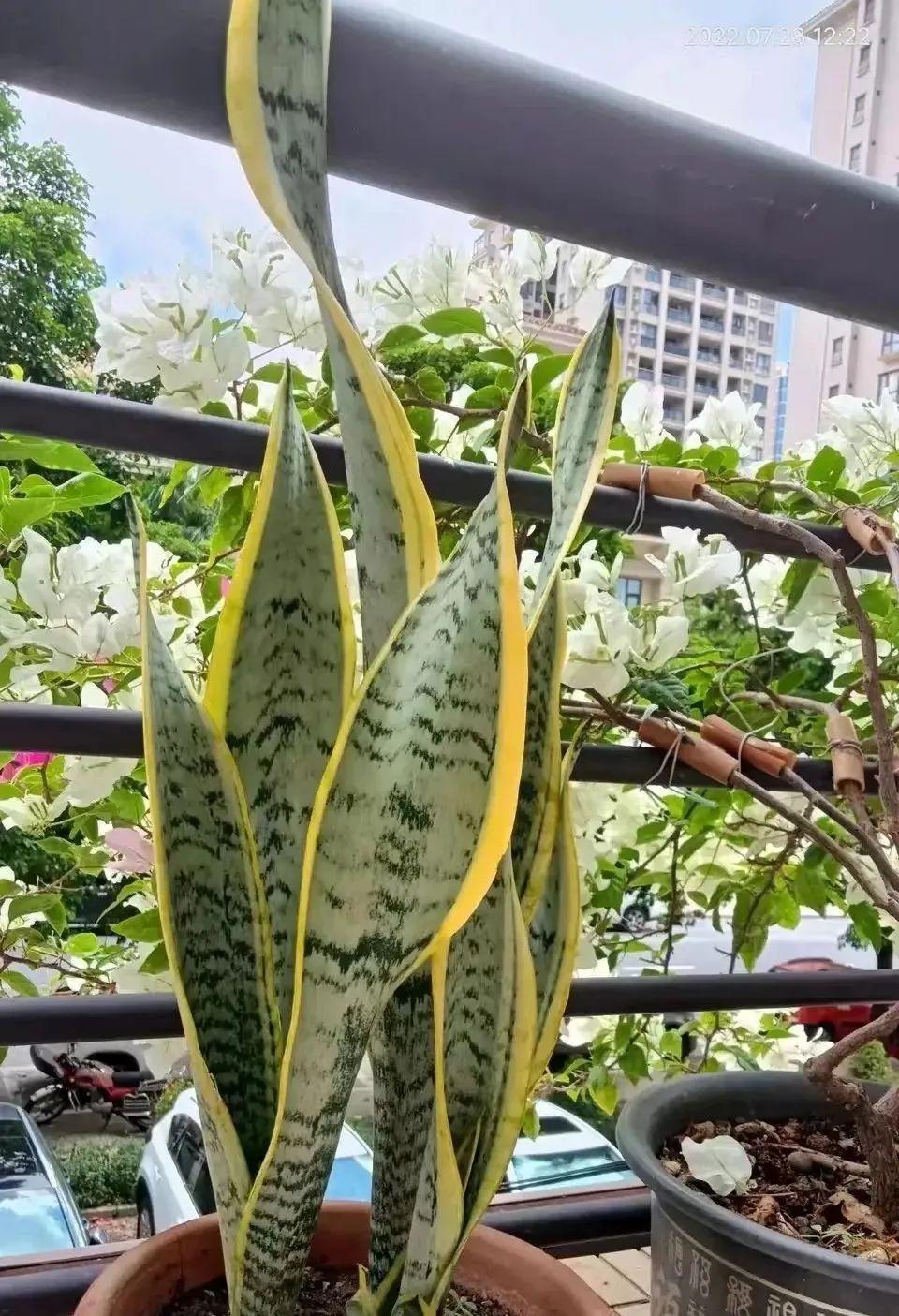 除甲醛绿植十大排名（吸甲醛最厉害的10种花）