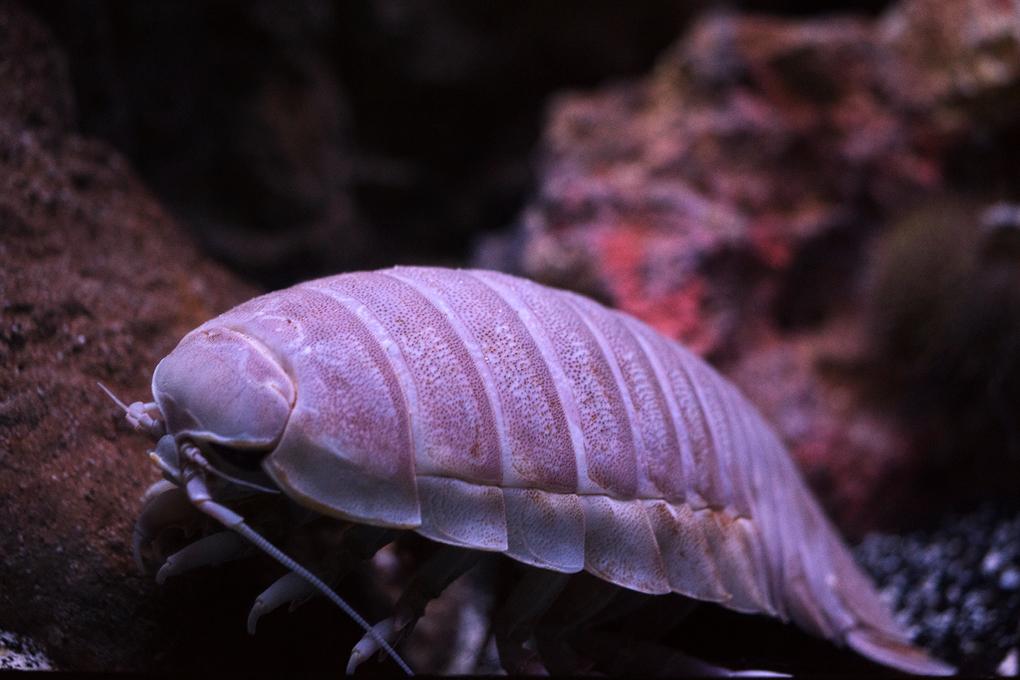 10大恐怖生物（地球上长相最恐怖的10种生物）