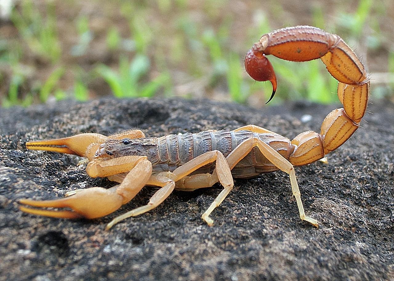 10大恐怖生物（地球上长相最恐怖的10种生物）