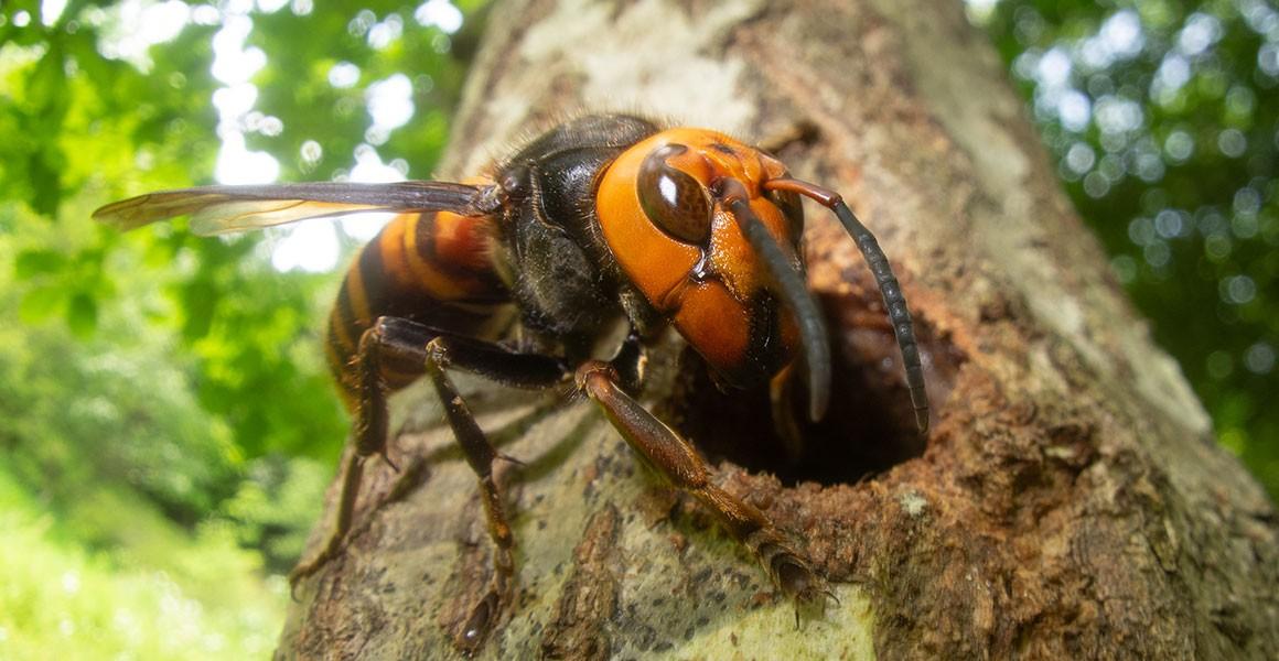 10大恐怖生物（地球上长相最恐怖的10种生物）