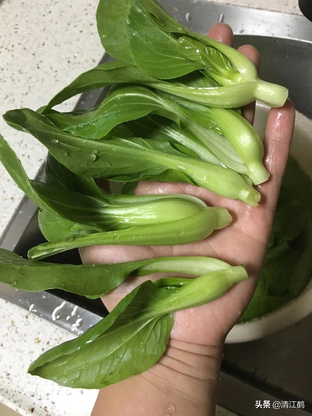 鸡毛菜是什么菜（什么时候种植效益最好）