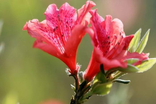 杜鹃花几月开花（杜鹃花什么时候开花怎么养护）